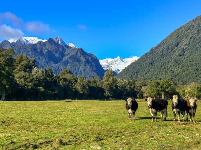 288 State Highway 6, Fox Glacier