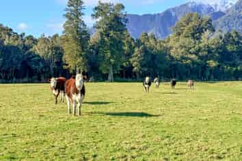 288 State Highway 6, Fox Glacier