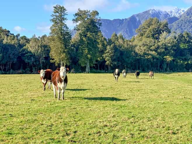 288 State Highway 6, Fox Glacier