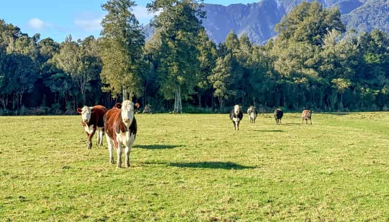 288 State Highway 6, Fox Glacier