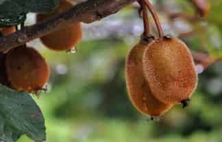 Specialist Horticultural Services Contracting 