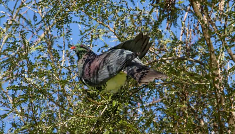 263 Hot Springs Road, Katikati