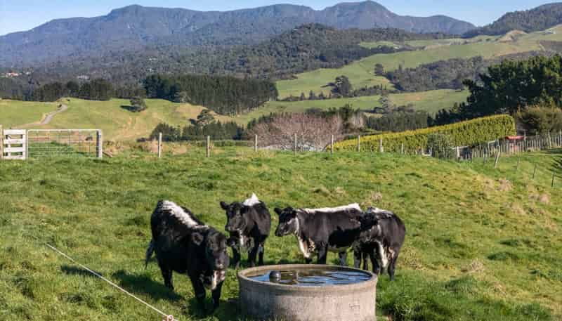 263 Hot Springs Road, Katikati