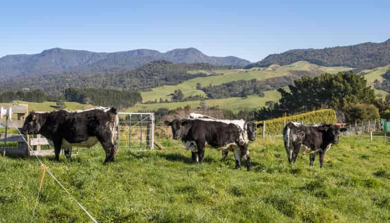 263 Hot Springs Road, Katikati