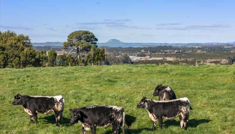 263 Hot Springs Road, Katikati