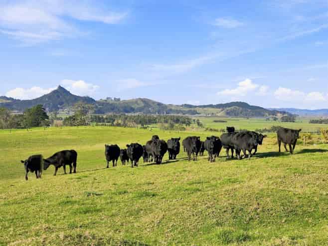 113 Tatarariki Spur Road, Te Kopuru