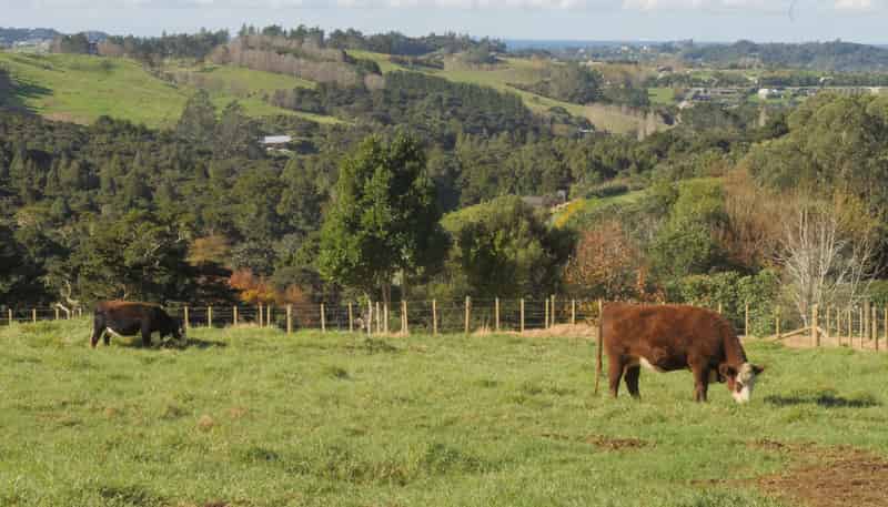 Lot 2, 404 Tara Road, Mangawhai