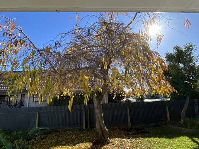 102 Gascoigne Street, Raureka