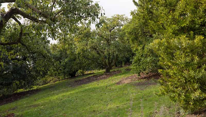 289 Pahoia Road, Whakamarama
