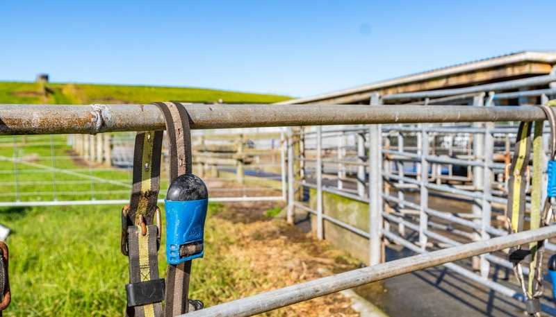 Lot 2 454 West Coast Road, Te Kopuru