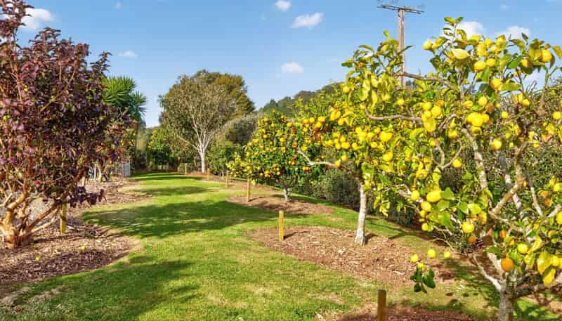 157E Kaiate Falls Road, Welcome Bay