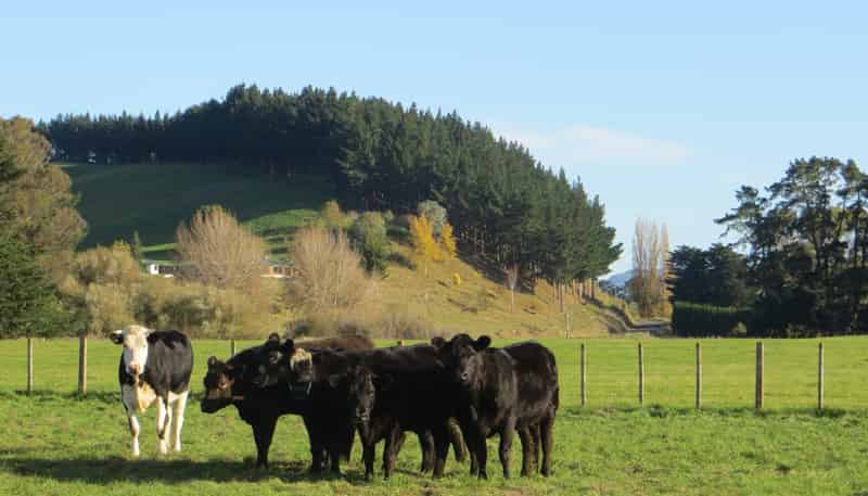 3245 State Highway 2, Takapau