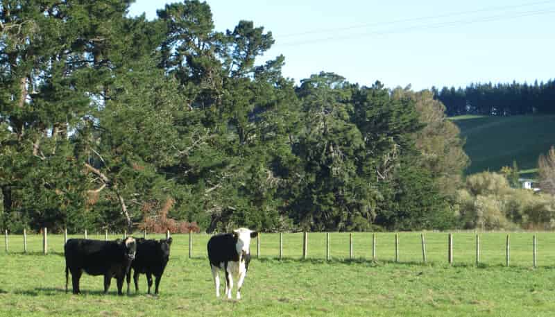 3245 State Highway 2, Takapau