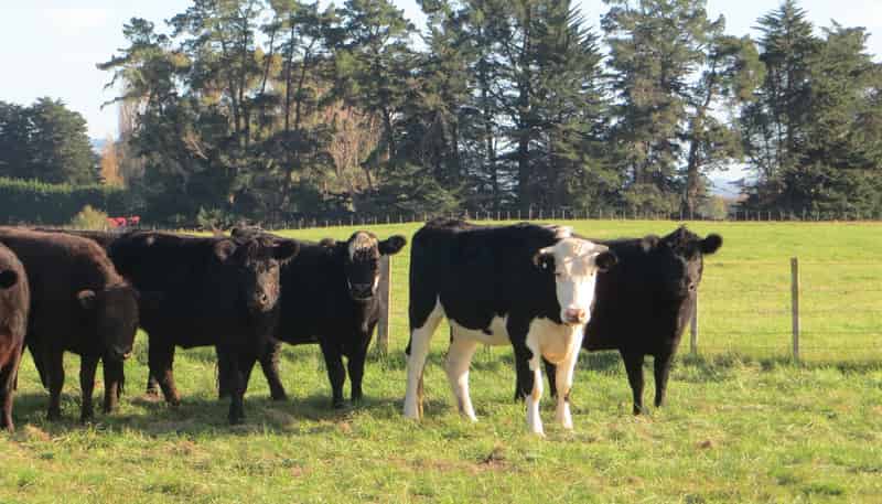 3245 State Highway 2, Takapau