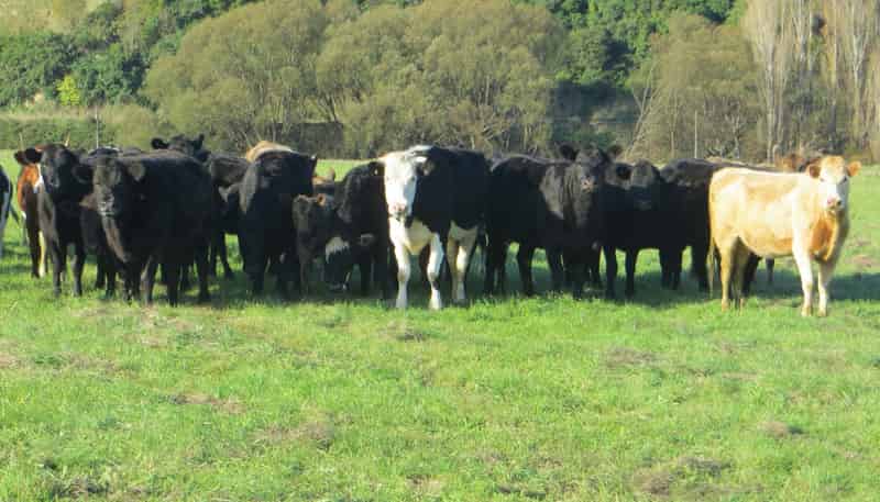 3245 State Highway 2, Takapau