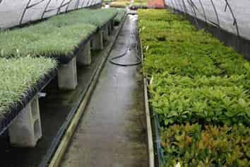 Specialist Nursery with Export Reach For Sale