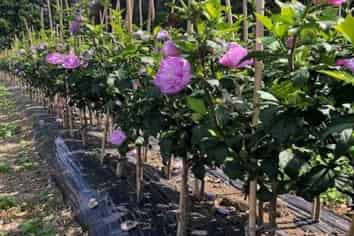 Specialist Nursery with Export Reach For Sale