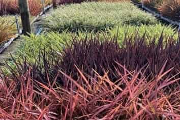 Specialist Nursery with Export Reach For Sale