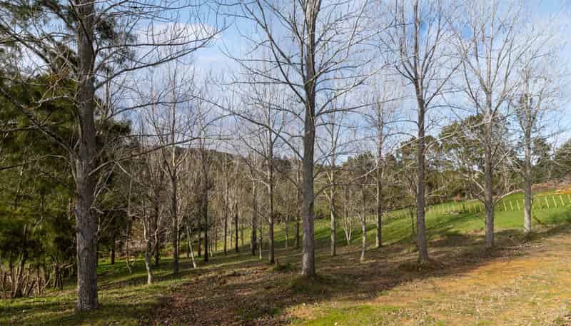 729 Ponga Road, Drury