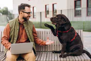 Reputable Auckland Canine Services - Business for Sale $126,311 Average Owner SDE–3 Year Average - (CML 11615)