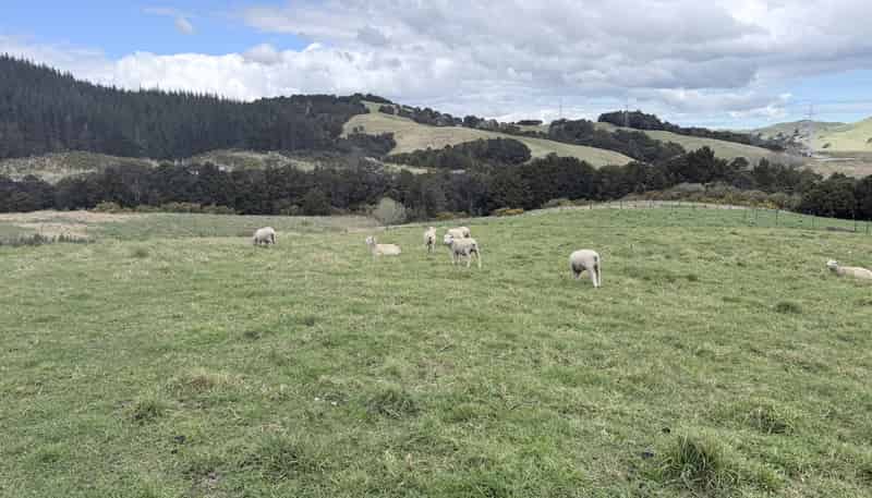 54A Ross Road, Topuni