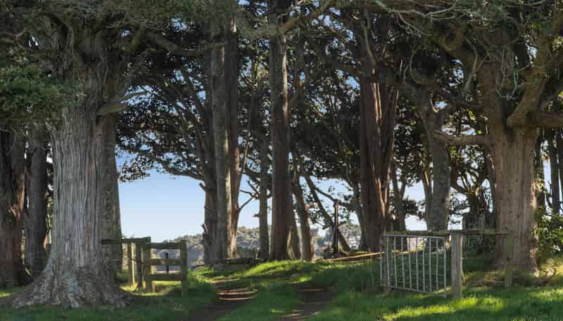 678 Waiuku Road, Pukekohe