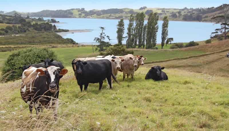 135 Phillips Road, Kaiwaka