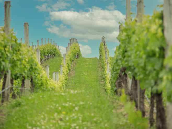 Lot 3 Willow Lane, Martinborough