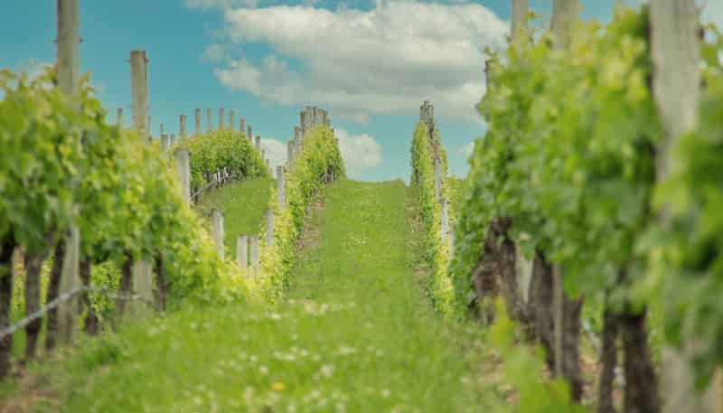 Lot 3 Willow Lane, Martinborough