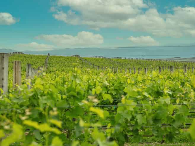 Lot 3 Willow Lane, Martinborough