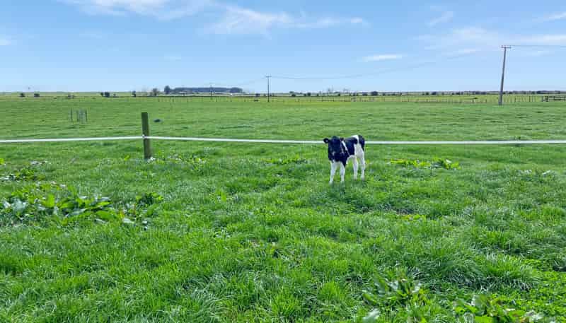 329 Kaituna Road, Paengaroa