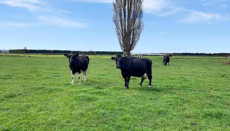 329 Kaituna Road, Paengaroa