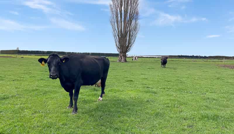 329 Kaituna Road, Paengaroa