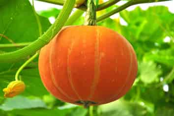 Profitable Vegetable and Fruit Farm
