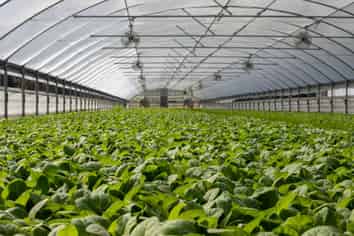 Profitable Vegetable and Fruit Farm