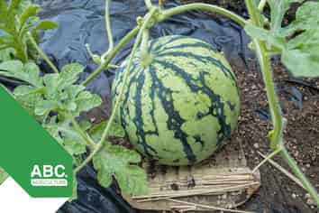 Profitable Vegetable and Fruit Farm