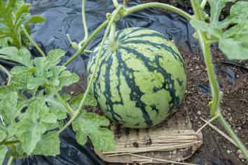 Profitable Vegetable and Fruit Farm