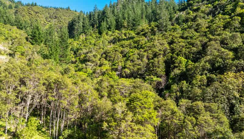 793 Waikakaho Road, Tuamarina