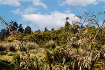 1128 Woodstock-Rimu Road, Hokitika
