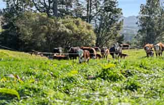 686 Wright Road, Aongatete