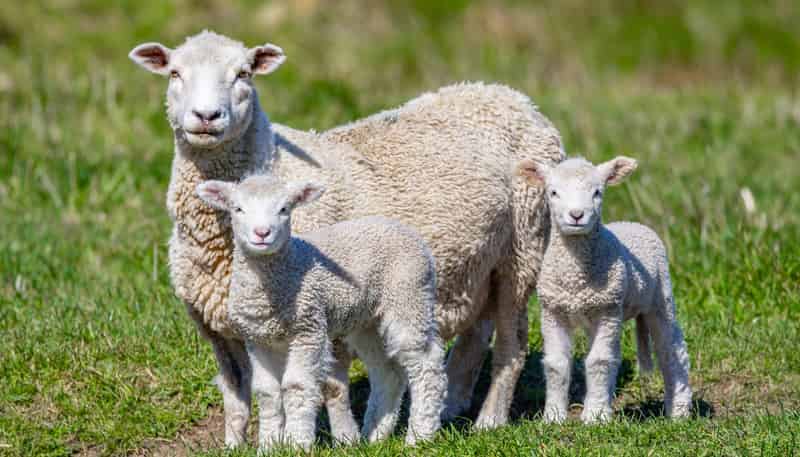 3487 State Highway 63, Wairau Valley
