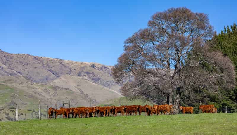 3487 State Highway 63, Wairau Valley
