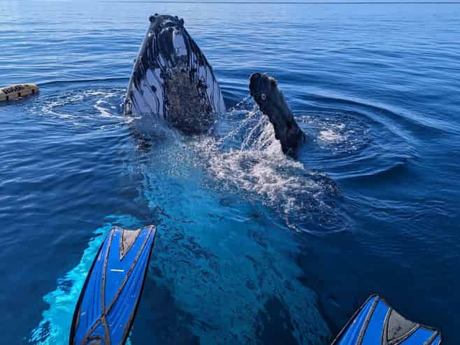 Premier Eco-tourism Marine Adventure Opportunity