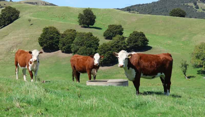 98 Millstream Road, Dannevirke