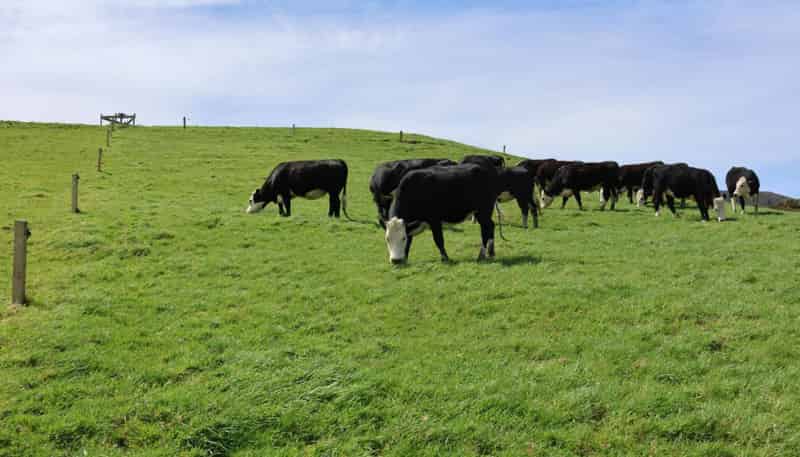 98 Millstream Road, Dannevirke