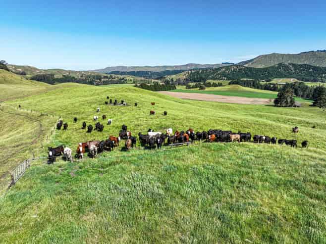 4551 Wairoa Road, Tutira