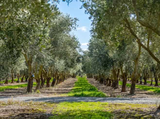 Leafyridge Olives  The Ultimate Lifestyle Business