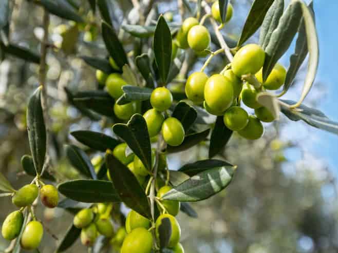Leafyridge Olives  The Ultimate Lifestyle Business