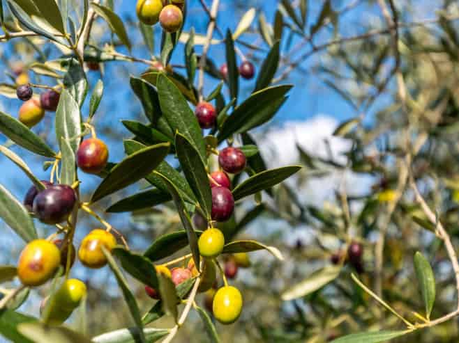 Leafyridge Olives  The Ultimate Lifestyle Business