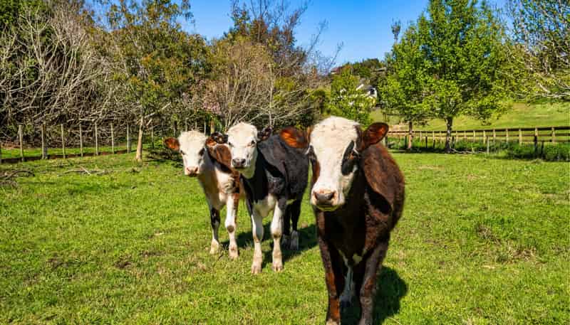 139 Lochhead Road, Te Puna